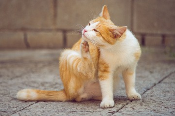 Katze kratzt sich am Kopf