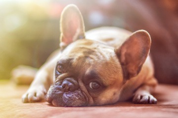 Französische Bulldogge