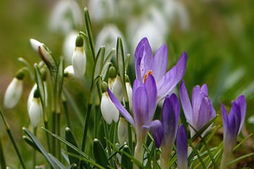 Schneeglöckchen und Krokusse wachsen im Frühling