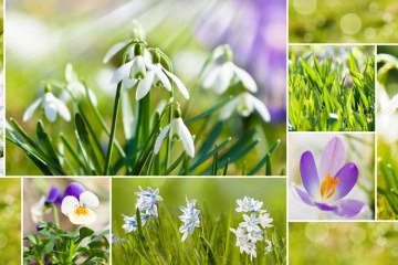 Collage mit Blumen im Frühling, dem TCM Element Holz