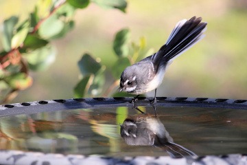 Ein Vogel erfreut sich an einer sinnvollen Gartendeko, einer Vogeltränke