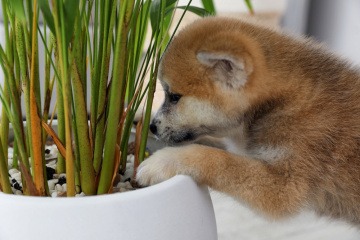 Welpe schnuppert in Blumentopf hinein