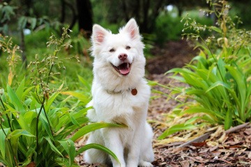 Ein sehr zufriedener, prachtvoller weißer Lapphund schaut freudig in die Kamera, während er auf einer Wiese sitzt.