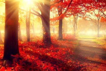 Die Sonne strahlt in einen herbstlichen Wald