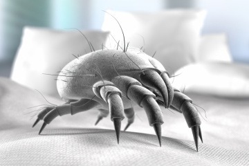 Hausstaubmilbe im Bett