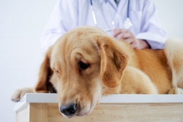 Ein Retriever mit Gelenkschmerzen wird vom Tierarzt untersucht