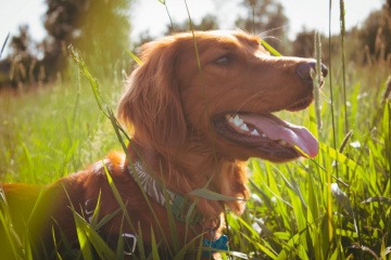 Ein rothaariger Hund liegt im hohen Gras, wo Zecken sind