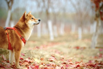 Ein Hund mit guten Immunsystem ist im Herbst im Freien