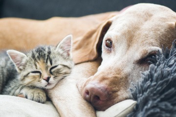 Hund und Katze liegen aneinandergeschmiegt