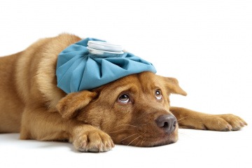 Ein kranker Hund hat einen Kühlbeutel am Kopf