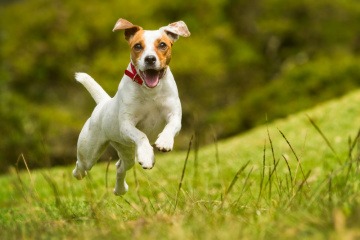Ein Jack Russell Terrier hüpft fröhlich über eine Wiese.