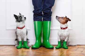 Zwei Hunde, in der Mitte Frauchen in Regenkleidung. Die Hunde blicken ängstlich zu ihr hoch, da Hund, Regen und schlechtes Wetter nur selten eine harmonische Kombination ergeben.