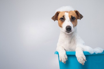 Intimbereich Hund reinigen bedeutet für diesen Jack Russel Terrier ein Bad in einem Wischeimer. 