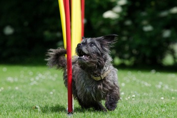Ein grauer Hund läuft durch Slalom-Stangen