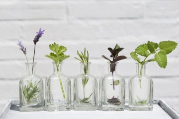 In kleinen Glasfläschchen stecken Pflanzen als Symbol für Hydrolate