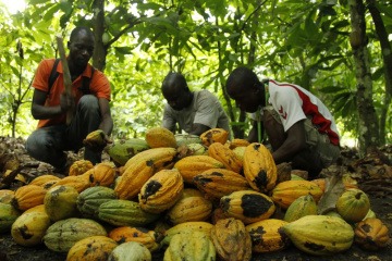 Kakaoernte von Fairtrade