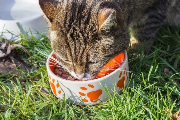 Eine Katze frisst Fleisch aus einer Schüssel