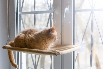 Katze schaut durch ein Fenster und beobachtet die Umgebung 