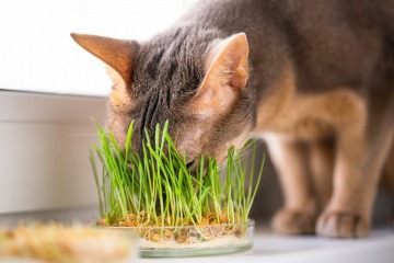 Katzengras Wirkung - Katze nascht Katzengras