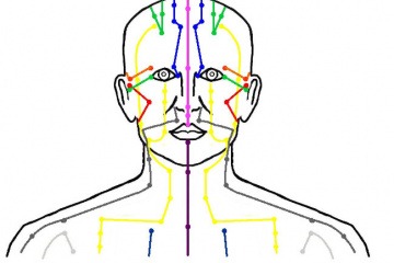 Ein Bild zeigt die Meridiane sowie das Nervensystem