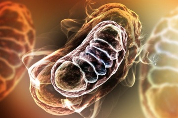Mitochondrien