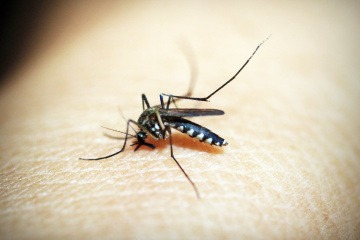 Eine Mosquito sticht einen Menschen