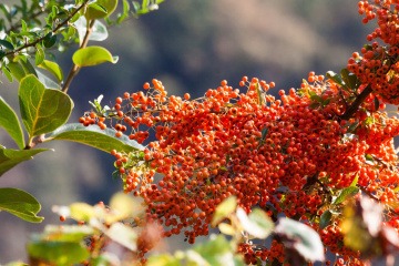 Ein Sanddorn-Baum wächst