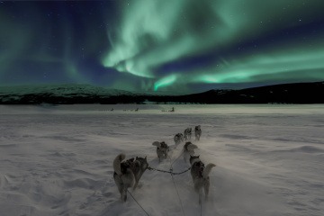 Schlittenhunde ziehen einen Schlitten, im Hintergrund sind Polarlichter