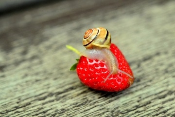 Schnecke auf einer Erdbeere