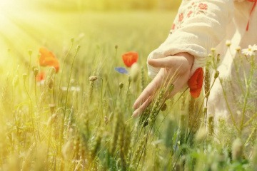 Eine Hand streicht durch ein Blumenfeld.