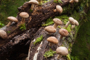 Shiitake Pilz gesund und köstlich aus Tirol