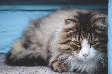 Eine Langhaarkatze hat ein stumpfes Fell