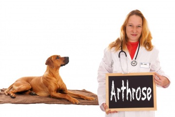 Ein Tierarzt hat bei einem braunen Hund Arthrose diagnostiziert