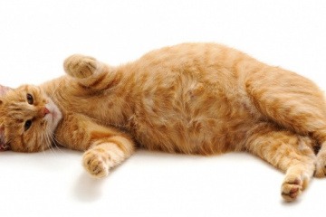 Eine Katze mit Übergewicht liegt auf der Seite