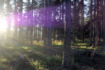 In einem Wald sind Wurzeln zu sehen