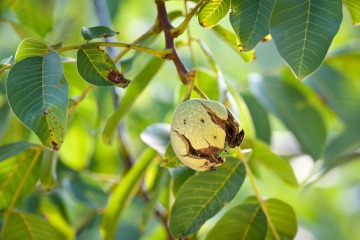 Auf einem Baum hängt eine Walnuss