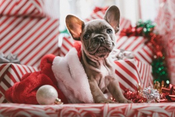 Hund in einer Weihnachtsmütze