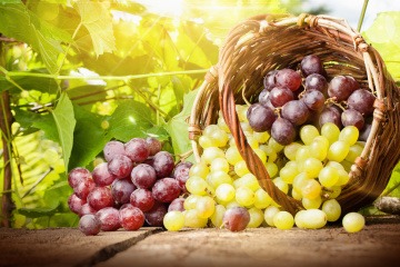 Rote und grüne/weiße Weintrauben fallen aus einem Korb
