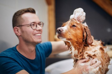 Wie oft Hund baden - Mann badet seinen Hund in einem Schaumbad. 