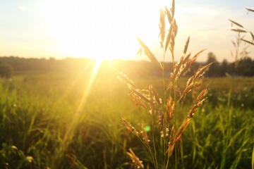 Auf eine Wiese in der Pollenzeit scheint die Sonne