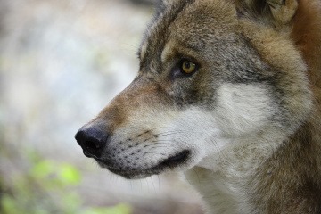 Ein Wolf schaut