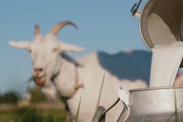 Ziegenmilch wird in einen Eimer geschüttet