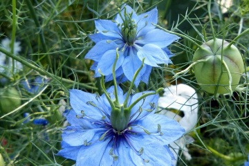 Blaue Blüten von Schwarzkümmel blühen. Bei den Blüten sieht man die Kerne